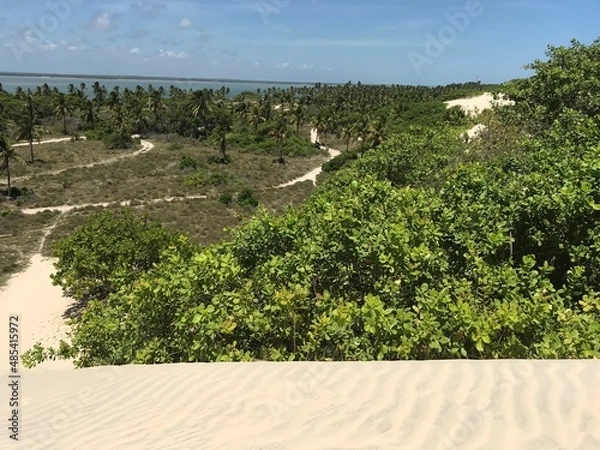 Obraz Mangue seco - Bahia