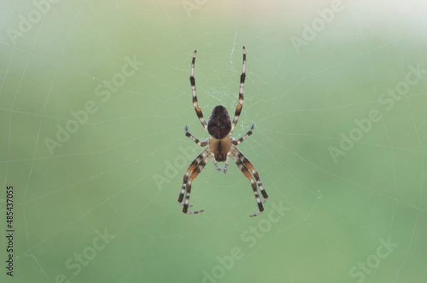 Fototapeta spider on the web