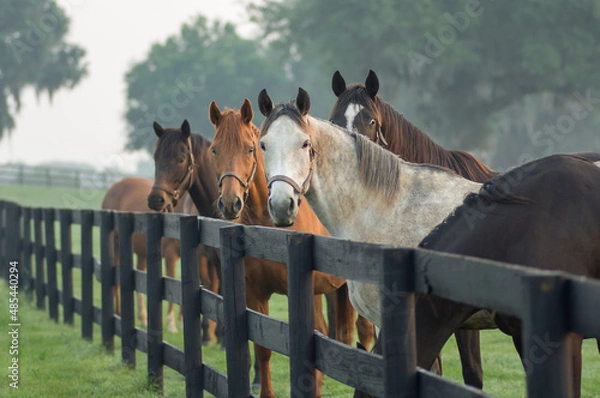 Obraz Herd of curious Thoroughbred mares
