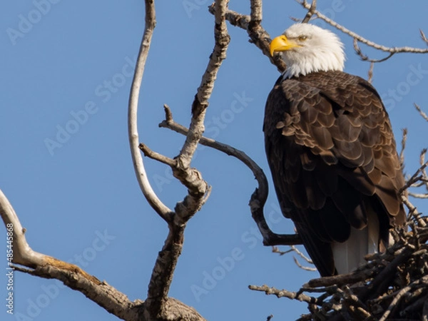 Obraz Bald Eagle
