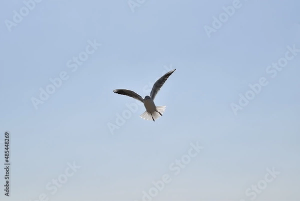 Obraz 青空に舞うかもめ
