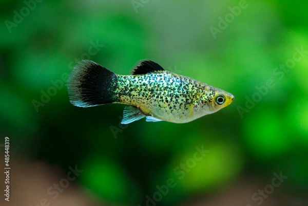 Fototapeta Xiphophorus maculatus - Platy fish