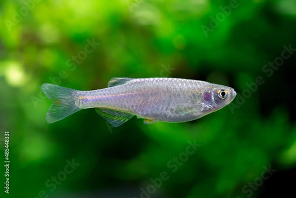 Obraz Pearl Danio - Danio albolineatus