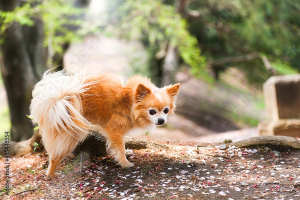 Obraz 自然が大好き愛犬チワワ