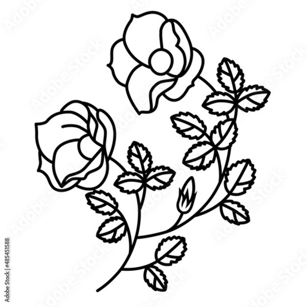 Obraz バラ科ハマナスのベクターイラスト素材。
ハマナスは、皇后雅子様のシンボルマークでもあります。