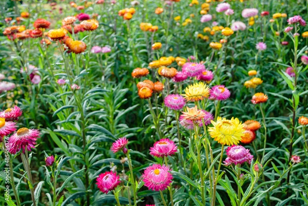 Obraz growing strawflowers