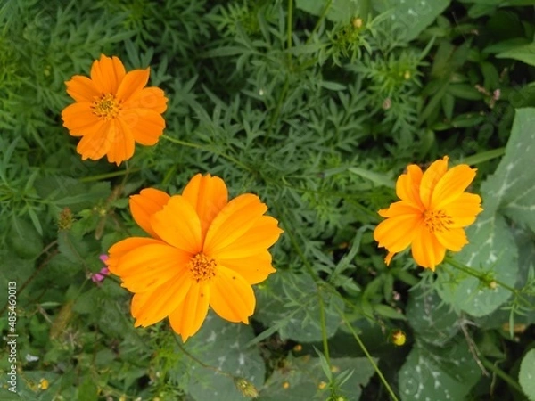 Obraz Cosmos sulphureus