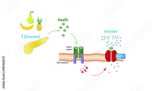 Obraz GLUT4 transporter [insulin dependent]