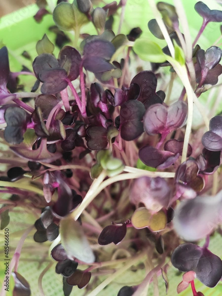 Fototapeta beautiful little sprouts of microgreens in a sprouter