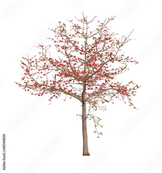 Fototapeta Isolated Bombax ceiba tree with red flower on white background