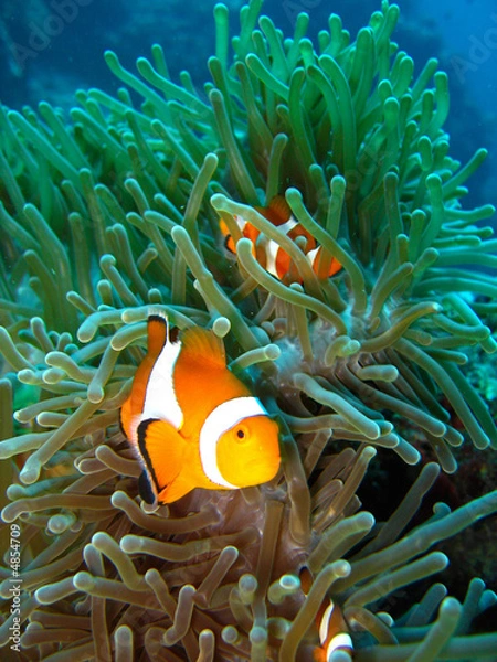 Obraz Tropical clown fish