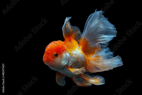 Obraz goldfish isolated on a dark black background	