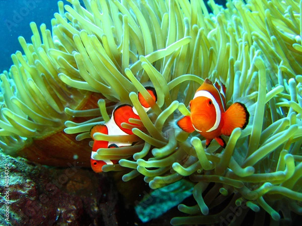 Obraz clown fish