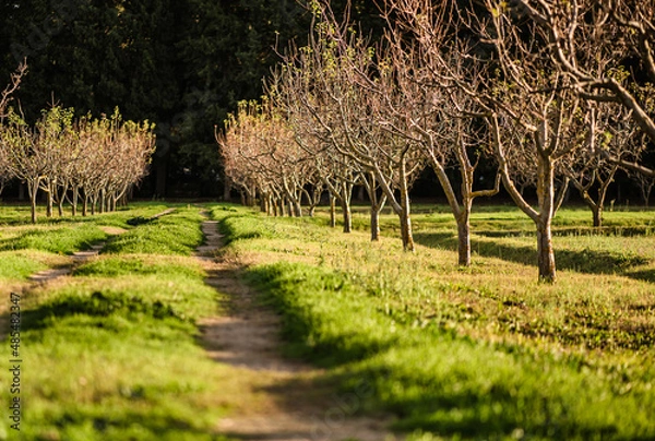 Obraz Beautiful path through the woods with young trees.