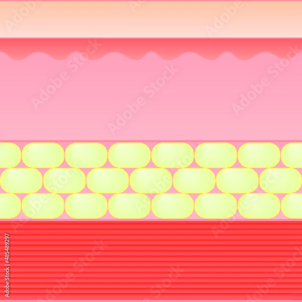 Obraz skin layer   illustration