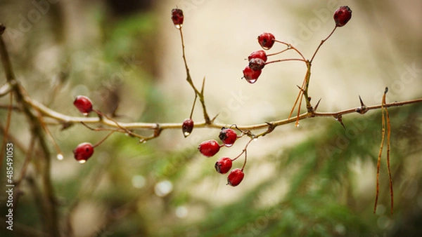 Fototapeta czerwone korale