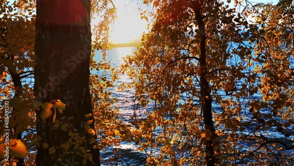 Fototapeta Colors of golden autumn painted the leaves of the trees with lake on background. Media. Beautiful sunset.