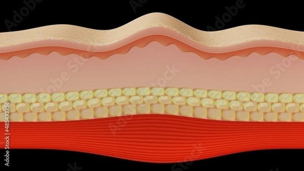 Obraz skin layer 3D render illustration