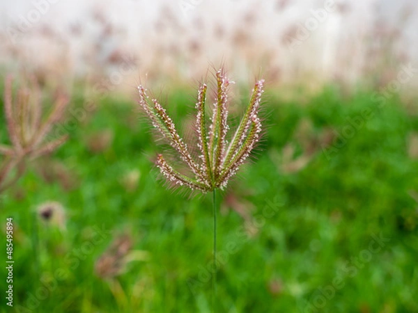 Obraz  Red  Grass Flower Blooming