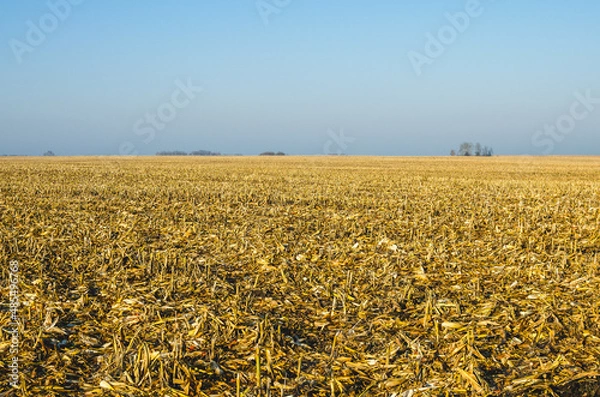 Obraz The harvest in the corn field was harvested and only one stubble remained. Empty cornfield at dawn