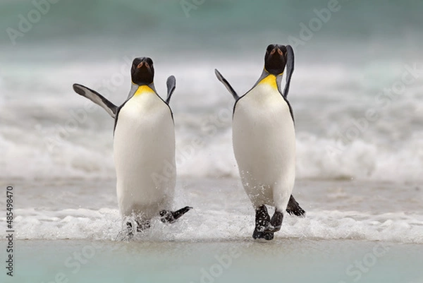 Obraz Wild bird in the water. Big King penguin jumps out of the blue water after swimming through the ocean in Falkland Island. Wildlife scene from nature. Funny image from the ocean.