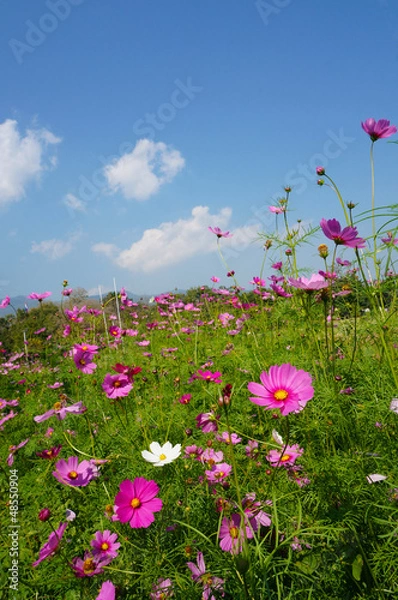 Obraz blossom spring