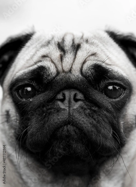 Obraz Pug