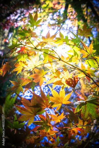 Fototapeta 紅葉　秋のイメージ