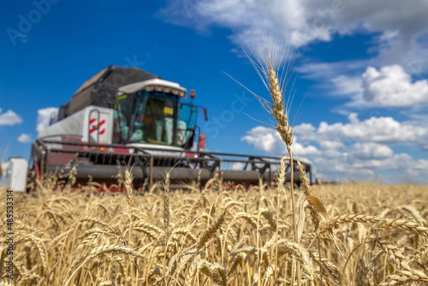 Fototapeta Combine Harvester Working on a Field. Seasonal Harvesting the Wheat, Soy. Agriculture. Farm. Crop. Agrarian business. Industry 