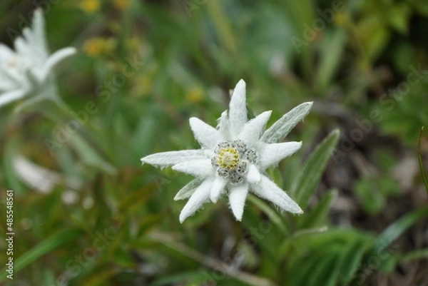 Obraz ハヤチネウスユキソウ