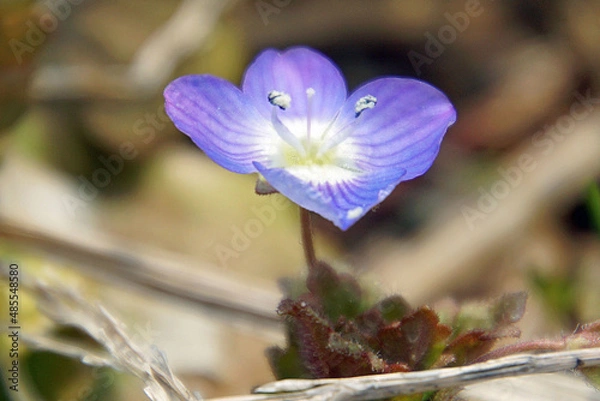 Obraz オオイヌノフグリ