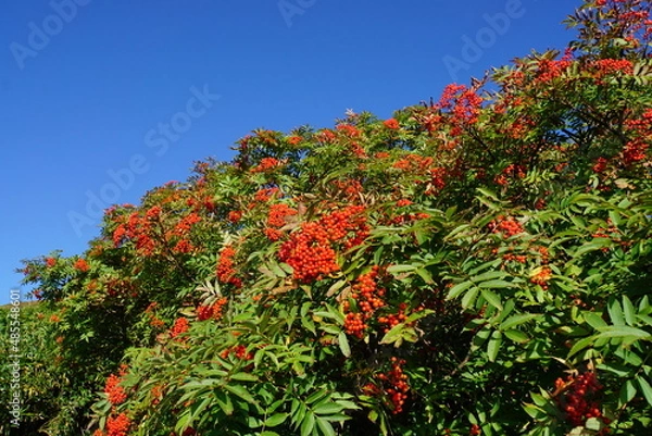 Obraz 青空に映えるナナカマドの赤い実