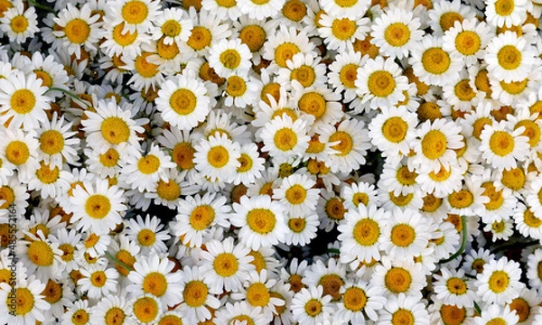 Obraz Çexitli renklerde çiçekler