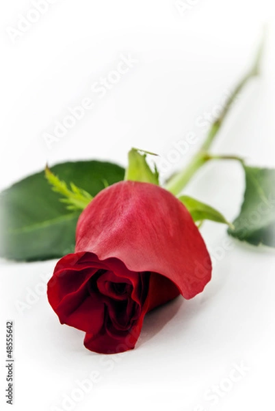 Fototapeta Valentine rose lying.