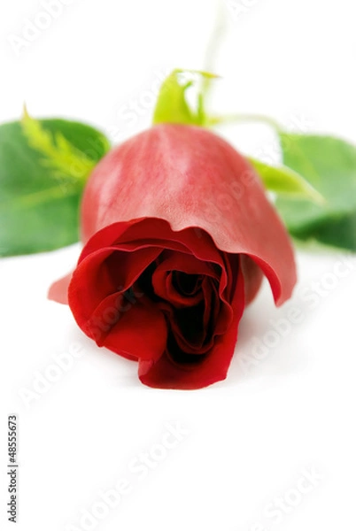 Obraz A Red rose  seen from the front.