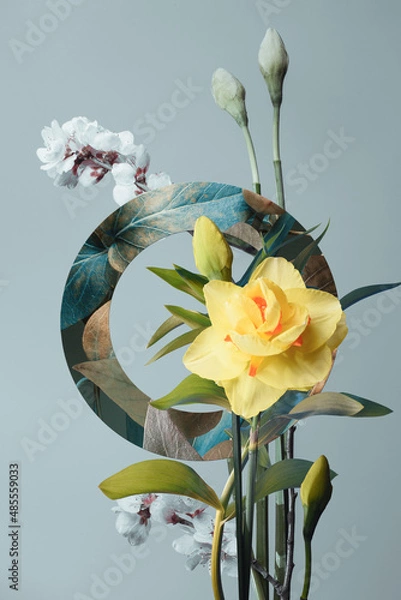 Fototapeta yellow daffodil and spring foliage, botanical composition with circle on gray background, studio shot.