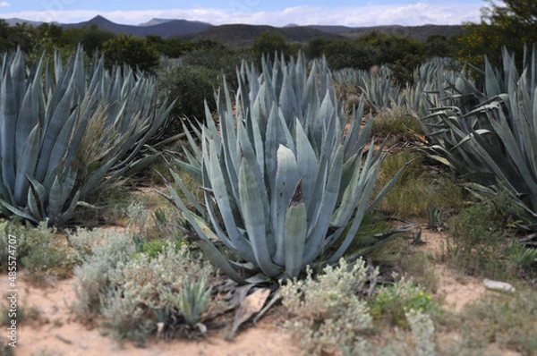 Obraz Groot Karoo, Great Karoo,
