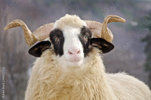 Obraz close up of a domestic ram head