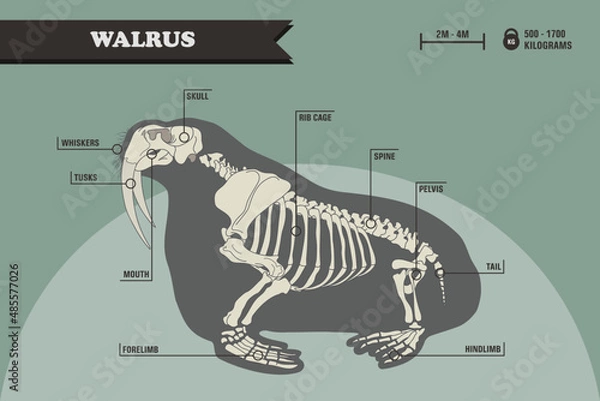 Obraz Anatomy of the walrus. Walrus skeleton