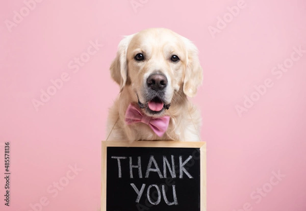 Fototapeta The dog is holding a black sign with the text THANK YOU. A golden retriever sits on a pink background wearing a bow tie and looking at the camera. Concept ad, banner