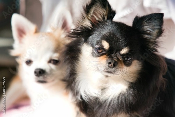 Obraz 日向ぼっこ中のチワワちゃん