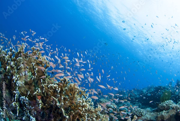 Fototapeta 海底に舞う小魚の群れ