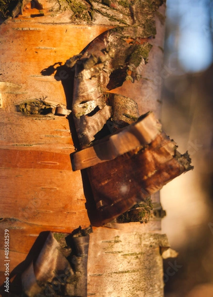 Obraz Closeup on yellow birch bark