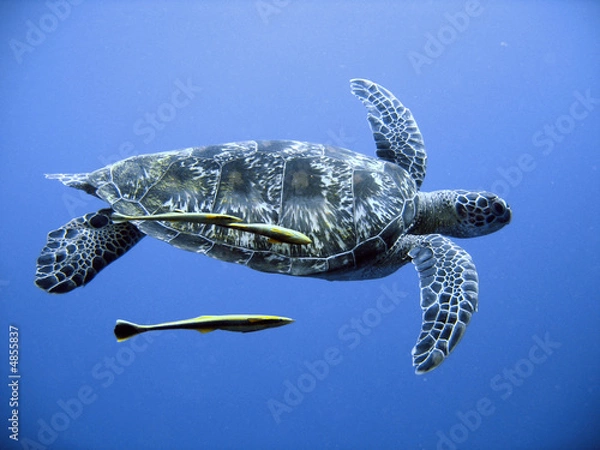Obraz Green sea turtle