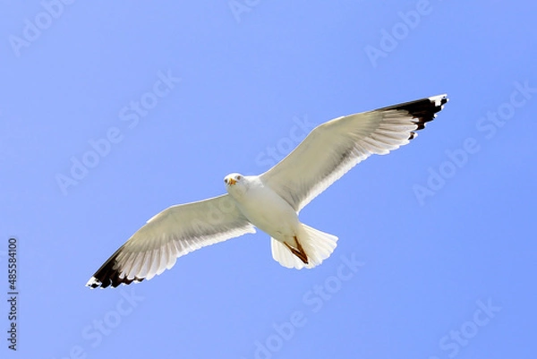 Obraz seagull flying in the sky