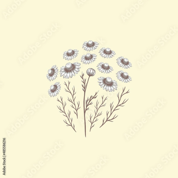 Obraz Decorative composition of camomile flowers. Botanical illustration.