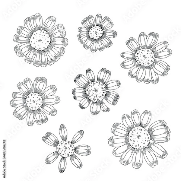 Obraz Set of flowers. Linear black and white hand drawn sketch.