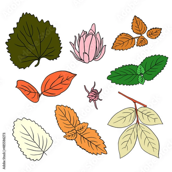 Obraz Set botanical illustration. Leaves and buds.