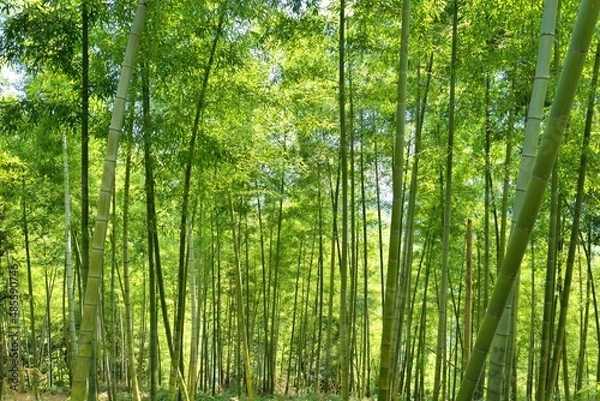 Fototapeta green bamboo forest