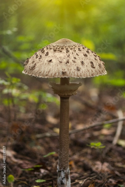 Obraz Beautiful parasol mushroom (Macrolepiota procera) in the forest with sun rays on the background